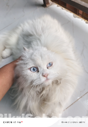 Pure Persian female cat for sell